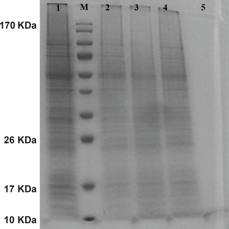 Protein pattern of cells transfected with mouse hepcidin-1 electrophoresed in 15% SDS-Polyacrylamide Gel. Lane M is the molecular marker (Pageruler™ Prestained Protein Ladder). The lane 1 is the pattern of total protein products isolated from SF-9 cells transfected with natural baculovirus (without hepcidin gene) as negative control. Lanes 2, 3 and 4 are protein products after 24 h from SF-9 cells transfected with recombinant bacmid with MOI.5, 10 and 20 respectively. As it is seen, more expressions are obtained with more MOI. Lane 5 illustrates a pure 10 KDa band of mouse hepcidin-1 after passing the total protein products through nickel columns for the purification process