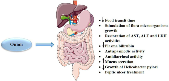 The effects of A. cepa (onion) and its constituents on gastrointestinal system. ↓: Decreas; ↑: Increase; ALT: alanine transaminase; AST: aspartate aminotransferase; LDH: lactate dehydrogenase