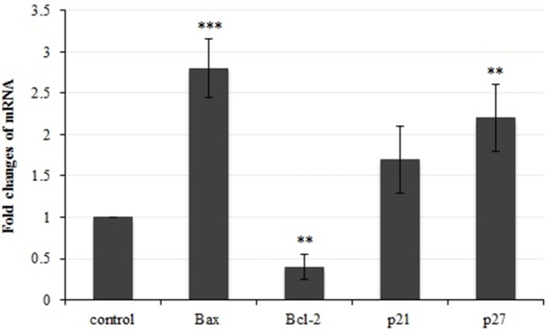 A demonstration of gene expression changes in bax, bcl-2, p21 and p27. Results were statistically analyzed with student’s t-test (*P < 0.05; **P < 0.01; ***P < 0.001