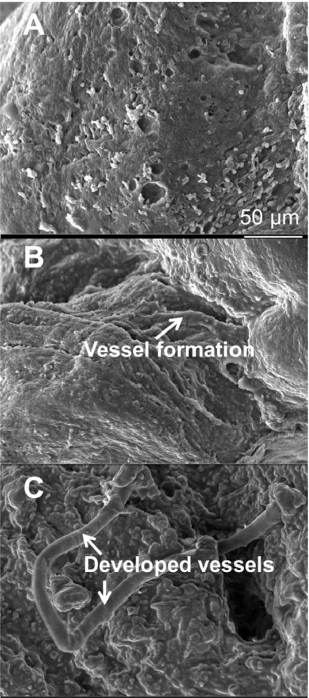 SEM images of infarcted heart of control (A), Cells/hydrogel (B), and Cells/hydrogel/IGF-1 (C) groups 8 weeks after MI induction