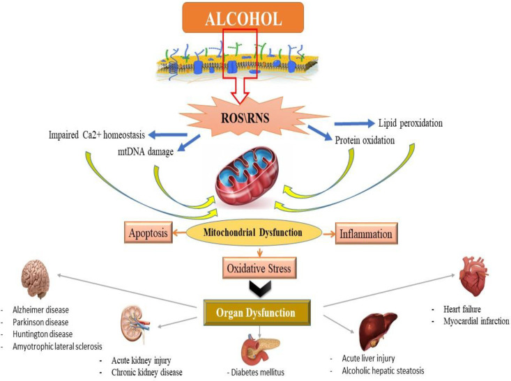 Alcohol-induced organ toxicity was mediated by mitochondrial dysfunction and the consequences of oxidative stress, inflammation and apoptosis induced by organ damage and dysfunction. ROS: Reactive Oxygen Species. RNS: Reactive Nitrogen Species