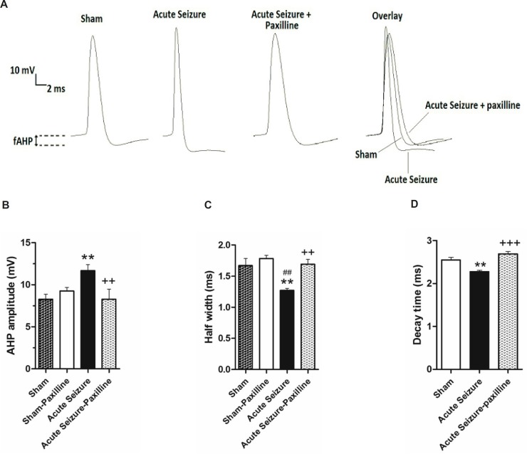 Pilocarpine-induced changes in AHP amplitude and AP half-width were reversed by bath application of paxilline. (A) Representative trace of 1st AP of sham, acute seizure and acute seizure + paxilline groups during a train of AP evoked by 200 pA current injection for 1000 ms. (B) fAHP amplitude was measured from the level of RMP to the peak of the hyperpolarization. fAHP amplitude significantly increased during acute phase of pilocarpine-induced seizure compared to sham group. Paxilline decreased fAHP amplitude to the sham values. (C) AP half- width significantly decreased during acute phase of seizure. Paxilline increased AP half-width to normal values and reversed the effect of seizure on AP half-width. (D) The decay time of AP was increased in pilocarpine-induced seizure group and was reversed after bath application of paxilline.
