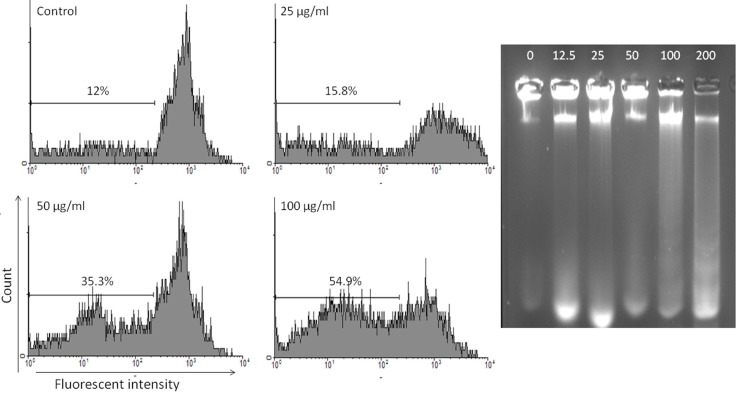 A: Dose-dependent growth inhibition of MCF-7 cells by solvent fractions of S. chloroleuca (0, 7.8, 15.6, 31.2, 62.5, 125 and 250 μg/mL) after 48 h. Viability was quantitated by MTS assay. The dose inducing IC50 against MCF-7 by MeOH, n-hexane, CH2Cl2, EtOAc, n-BuOH, and H2O solvent fractions of S. chloroleuca were calculated 60.25, 28.06, 25.49, 63.14, >250, and >250 respectively.; B: The cytotoxic effect of total methanol extract of S. chloroleuca and n-hexane, CH2Cl2, EtOAc, n-BuOH, and H2O fractions on normal lymphocyte proliferation isolated from peripheral blood. Paclitaxel (700 nM) was used as a positive control. Results are mean ± SEM (n = 3). *p <0.05, **p < 0.01 and ***p < 0.001 compared to control. ; C: Morphological changes of MCF-7 cells after treatment with MeOH, n-hexane, and CH2Cl2 solvent fractions of S. chloroleuca (0, 7.8, 15.6, 31.2, 62.5, 125 and 250 μg/mL) after 48 h. Control cells remained untreated and received an equal volume of the solvent.