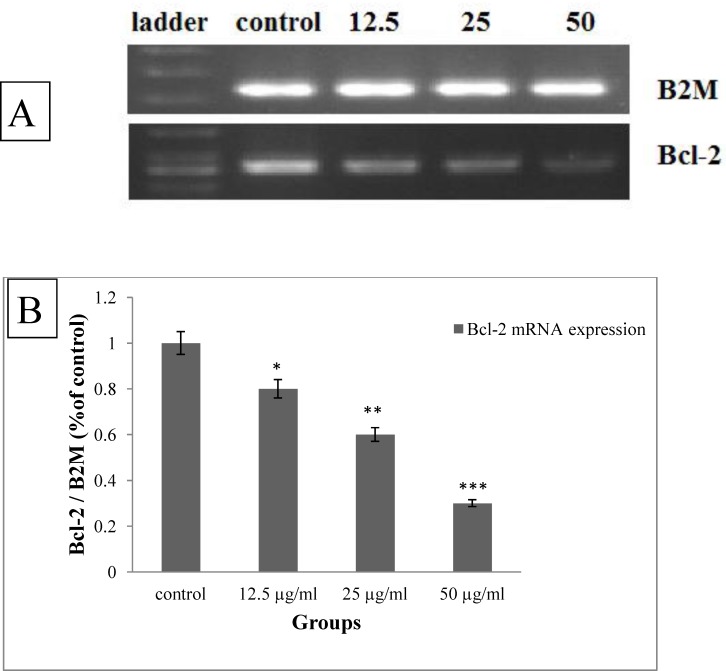 A) The qualitative changes in the expression of Bcl-2 mRNA under treatment with brittle star saponin by RT-PCR. B) The densitometry of gel quantitatively evaluated by image J (n = 3). *P<0.05, **P<0.01 and ***P<0.00 were considered significant