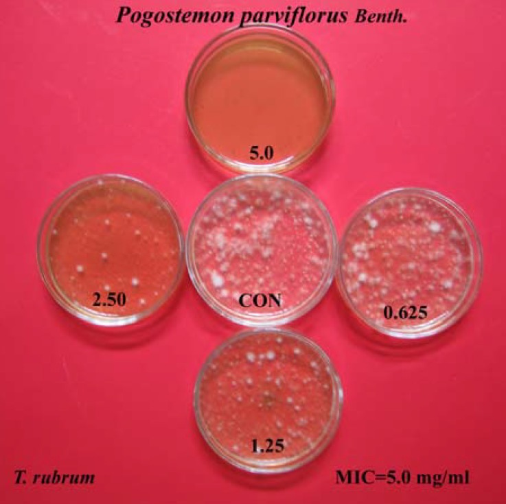Inhibitory effects of ethanolic extract of Pogostemon parviflorus leaf on the growth of T. rubrum by agar Dilution method on Mycosel medium. The decreasing dilutions used, ranged from 0.078-5.0 mg/mL
