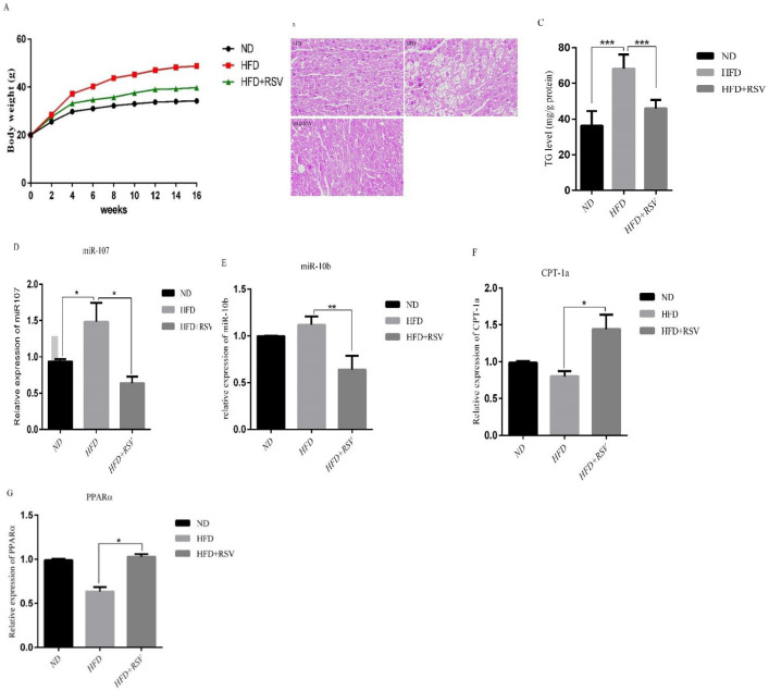 Effects of HFD and HFD supplemented with 0.4% resveratrol (RSV) on A) Body weight, B) Representative H & E staining from paraffin-embedded liver tissues in ND, HFD and HFD-RSV mice. HFD induced a drastic liver steatosis that revealed with increasing of lipid droplets, C) TG levels, the expression levels of D) miR-107, E) miR-10b and their- related target genes F) CPT-1a and G) PPARα in liver tissue. Data presented as means ± SD. Each experiment was repeated three times. Bars represent standard deviation. (*P< 0.05, **P<0.01). ND, Normal diet; HFD, High Fat Diet; HFD-RSV, High Fat Diet-Resveratrol