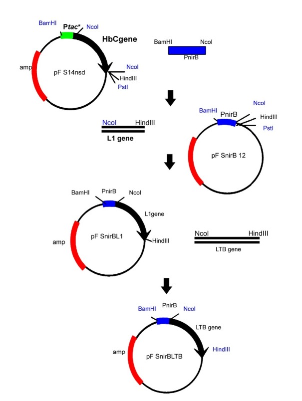 Construction of pnirBLTB. Firstly, a plasmid designated pnirB12 was constructed by cloning of the amplified nirB BamHI- NcoI fragment in pFS14nsd, an expression vector containing HBcAg under the control of tac. Then, the NcoI-HindIII fragment encoding the HPV16-L1 open reading frame was inserted to pnirB12. Finally, the L1 fragment was replaced by the amplified LTB gene containing NcoI and HindIII on its end sides