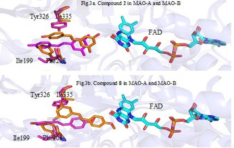 The superimposition of the ligand in MAO-A (orange) and MAO-B (magentas).