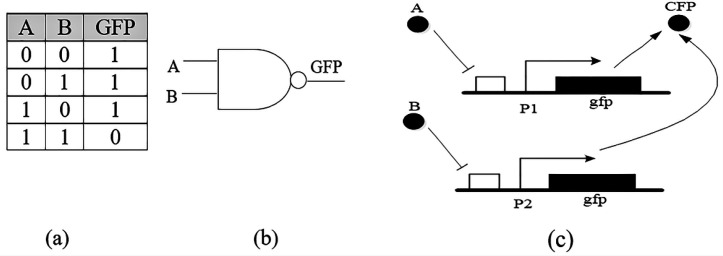 (a) Truth table of NAND gate, (b) schematic symbol, (c) Genetic implementation of NAND gate
