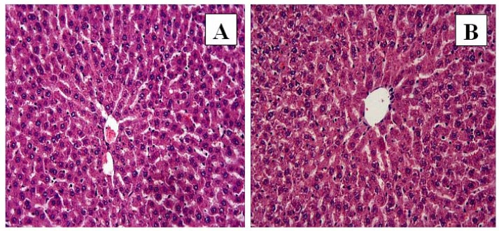 Control and FO groups: In control (A) and FO (B) groups, the liver showed normal histological appearance. H-E; X20