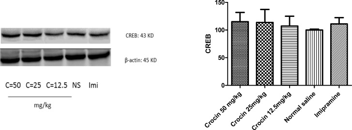 Effect of crocin on protein level of CREB in the rat cerebellum tissue. (A) Representative western blots showing specific bands for CREB and β-actin as an internal control. Equal amounts of protein sample (50 µg) obtained from cerebellum homogenate were applied in each lane. These bands are representative of four separate experiments. (B) Densitometric data of protein analysis. Data are expressed as the mean ± SEM
