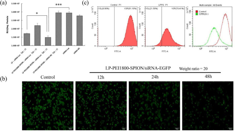 Gene silencing effect of LP-PEI1800-SPION/siRNA, (a) Transfection efficiency of LP-PEI1800-SPION/siRNA-Luc on Luc-SPC-A1 cells (***P＜0.001 compared with naked siRNA-Luc group, *P＜0.05 compared with LP/siRNA-Luc group). (b) Green fluorescent protein silencing effect on EGFP-SPC-A1 cells by LP-PEI1800-SPION/siRNA-EGFP at various times under a fluorescence microscope (the weight ratio of LP-PEI1800-SPION to siRNA-EGFP was 20. The cells with no treatment was used as a control) (c) Flow cytometry analysis of green fluorescent protein silencing efficiency in EGFP-SPC-A1 cells treated with LP-PEI1800-SPION/siRNA-EGFP for 48 h (the weight ratio of LP-PEI1800-SPION to siRNA-EGFP was 20)