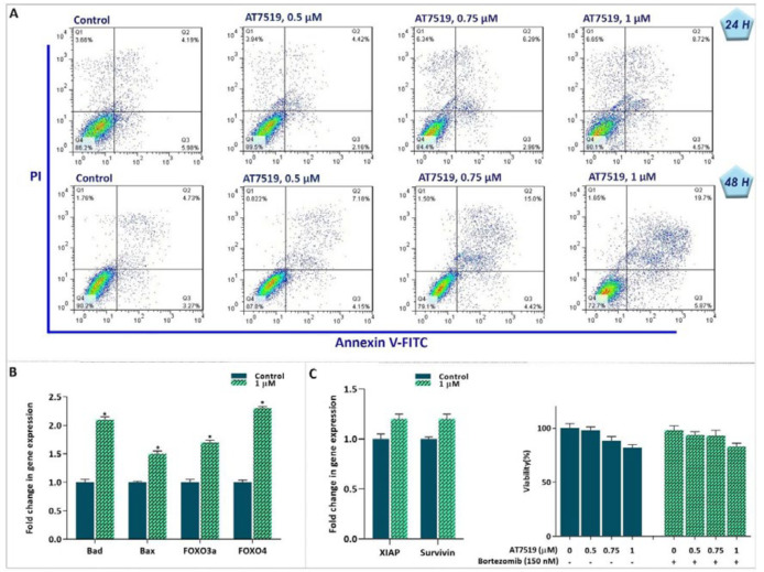 Suppression of CDK in KG-1 cells was coupled with induction of apoptotic cell death. (A) AT7519 increased the percentages of Annexin-V and Annexin-V/PI double positive cells in KG-1 cells. (B and C) After treatment of the cells with AT7519, the expression levels of apoptotic genes were determined using qRT‐PCR. Although the inhibitor could increase the expression of pro-apoptotic genes, it failed to impede the expression levels of anti-apoptotic genes. In agreement, the proteasome inhibitor was not capable to boost AT7519 cytotoxic effect. * P ≤ 0.05 represents significant changes from untreated control