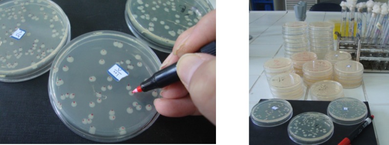 Colonies counting in the Ames test