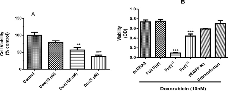 Effect of FHIT expression and doxorubicin treatment on HT1080 cell viability. (A) HT1080 untransfected cells were treated with doxorubicin for 24 h and cell viability was assessed by MTT. (B) HT1080 cells were transfected by pcDNA3 (empty vector), pEGFP-N1 (control vector), Full FHIT, and FHIT constructs (FHIT17 and FHIT34) and after 24 h, cells were treated with doxorubicin (Dox 10 nM) for 24 h. The cell viability was measured after doxorubicin treatment. The results are presented as mean ± SE of three independent experiments