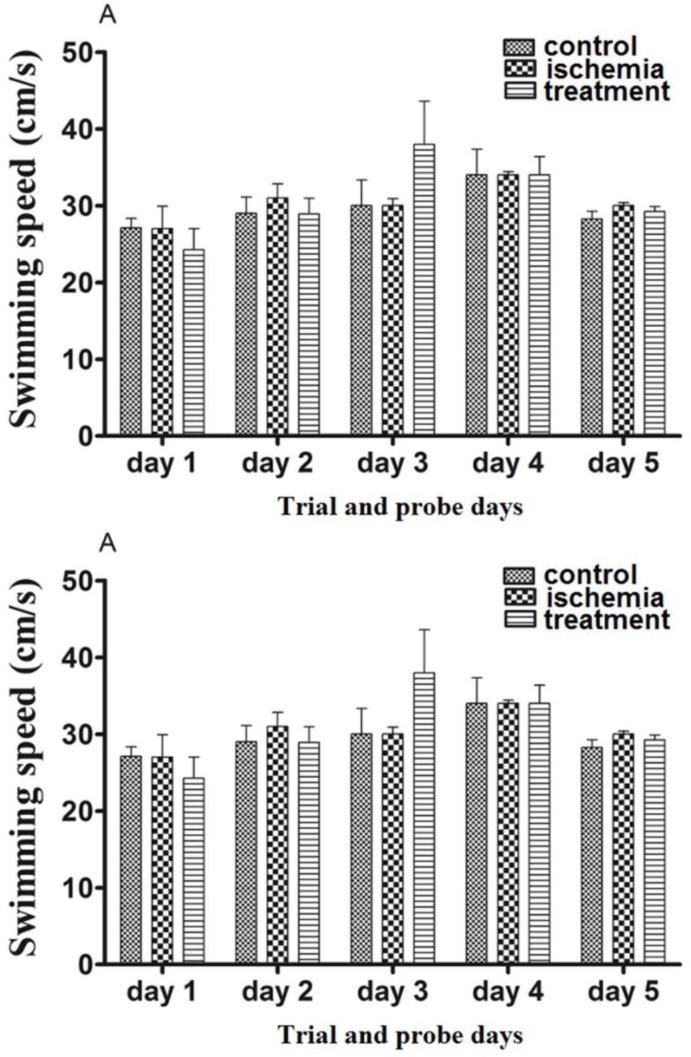 The effects of post-ischemic (A) or pre-ischemic (B) administration of paroxetine (10 mg/kg, i.p) on the swimming speed during trial days and probe trial day in rats. Animals in different groups did not show significant change in their swimming speed (p > 0.05). Data are expressed as mean ± SEM (n = 10