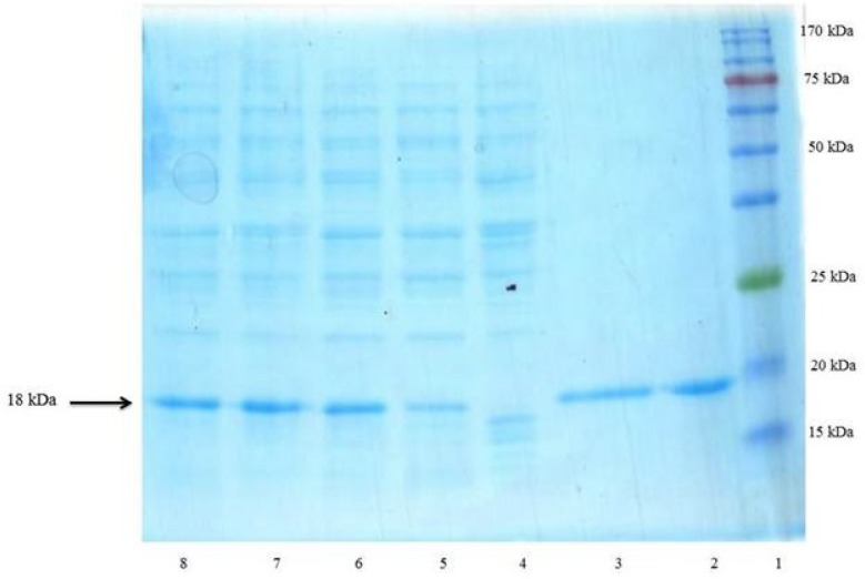 SDS–PAGE analysis of rhINF-β periplasmic expression in E. coli. Lane 1: Chromatine prestained protein ladder (SinaClon, Tehran, Iran), Lane 2: rhINF-β as positive control (ZiferonTM, Zist Daru Danesh, Tehran, Iran), Lane 3: rhINF-β as positive control (Betaseron®, Bayer HealthCare, Germany), Cell lysates were analyzed before IPTG addition (Lane 4) and 1-4 h after addition of 0.2 mM IPTG (Lanes 5-8). The additional band with molecular weight of 18 kDa in periplasmic fraction after induction corresponds to rhINF-β. The arrow indicates position of rhINF-β