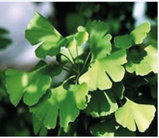 Ginkgo biloba leaf (14).