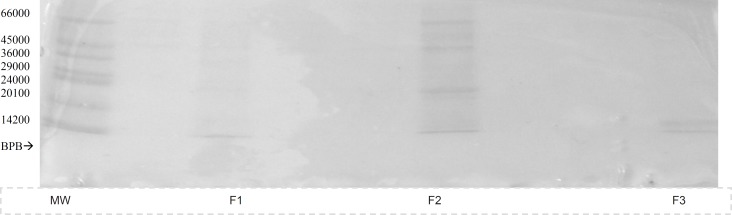 SDS-PAGE of fractions eluted from Gel filtration (G-100) chromatography, MW; molecular mass marker proteins, F1-3 ; protein fractions