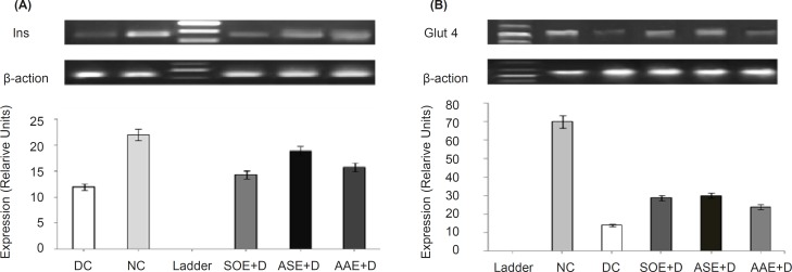 Changes in insulin and cardiac glucose transporter-4 mRNAs expression profiles in rats. ASE, AAE (500 mg kg−1 BW) and SOE (250 mg kg−1 BW) were orally administered once daily for 3 weeks to ASEb+D, AAEb +D and SOEa+D groups and vehicle to NC and DC groups. Total mRNAs were separately prepared from the individual pancreases (Ins) and heart left ventricle (Glut-4) of the rats. The relative levels of specific mRNAs were assessed by RT-PCR and images of radiographs were analyzed with TotalLab v1.10 from Phoretix using 1D analysis. Background was subtracted using the rolling disc method with a radius of 200 ???, and density was measured as pixel intensity. (A) Analysis of Ins transcripts (186 bp) in pancreas tissue in ASE, AAE and SOE treated diabetic rats, showed elevated levels of Ins transcripts compared with DC group (p < 0.05). Densitometric scanning revealed increase in INS gene transcripts, 0.57-fold (p < 0.05) by ASE, 0.31 fold (p < 0.05) by AAE and 0.19-fold (p < 0.05) by SOE respectively, as compared to DC group. (B) Analysis of Glut-4 transcripts (449 bp) in heart tissue in ASE, AAE and SOE treated diabetic rats showed elevated levels of Glut-4 transcripts compared with DC group (p < 0.05). Densitometric scanning revealed increase in Glut-4 gene transcripts, 1.21-fold (p < 0.05) by ASE, 0.71-fold (p < 0.05) by AAE and 1.05-fold (p < 0.05) by SOE as compared to DC group. The data represent the average of three or four samples (only one image was shown here). β-actin was used as internal control. NC, normal control; DC, diabetic control; ASE+D, diabetic rats treated with Allium sativum bulbs methanolic extract (500 mg kg−1 BW); AAE+D, diabetic rats treated with Allium ascalonicum bulbs methanolic extract (500 mg kg−1 BW); SOE+D, diabetic rats treated with Salvia officinalis leaves methanolic extract (250 mg kg−1 BW)