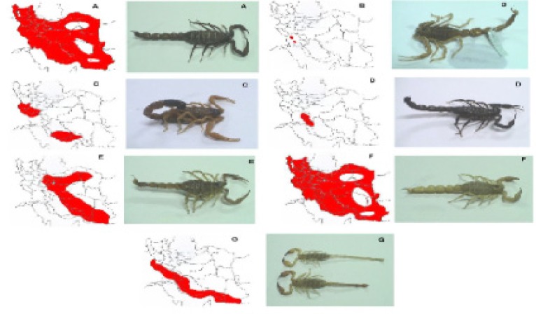 Geographical distributions of different scorpions across the Iran; A, Andrectonus crassicauda; B, Apisthobuthus petrigus; C, Buthotus (Hotenttota) salcyi; D, Buthotus schach; E, O. doriae; F, Mesobuthus eupeus; G, H. lepturus.