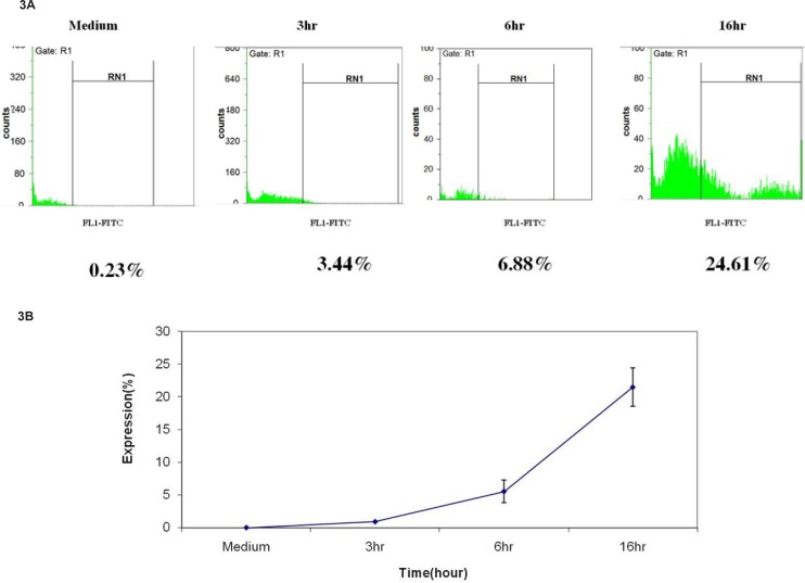 Increase in cleaved caspase-8 protein expression after incubation of Jurkat cells with umbelliprenin (50 μM) for 3, 6 and 16 h. Data are shown as mean ± standard deviation