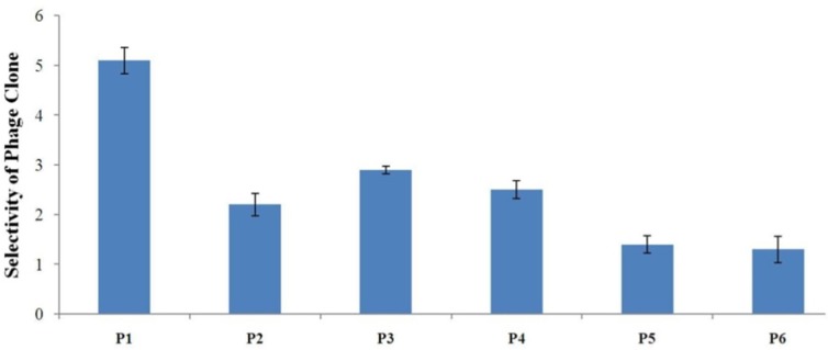 Evaluation of the binding selectivity of the selected phage clones by cell ELISA Cells were seeded onto 96-well cell culture plates overnight (1×104 cells/well). 109 phage particles were added to each well. Phage binding to cells was detected through adding mouse anti-M13 phage antibody and HRP-conjugated rabbit anti-mouse secondary antibody. OD was obtained after blocking the reaction. The selectivity values for phage binding was calculated by the formula mentioned in the text and were 5.1, 2.2, 2.9, 2.5, 1.4, and 1.3 for P1, P2, P3, P4, P5, and P6, respectively. P1 is indicated to be the strongest binder and binds more effectively than all phage clones to A549 cells