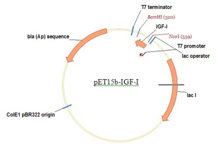 Expression vector: pET15b-rhIGF-1, ampicillin resistant with strong bacteriophage T7 promoter.