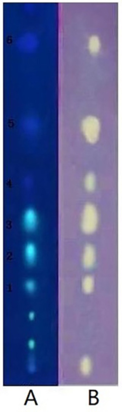 Polyamide TLC plates stained under UV 254nm (1A), with 0.4% DPPH. solution in methanol and visualized(1B) under visible light. AGE-80 was applied as dots on TLC layer. The spots marked with 1-6 indicate compounds with DPPH. scavenging activities