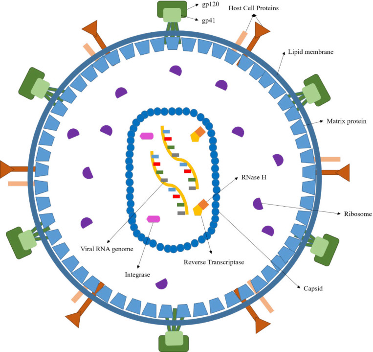 HIV virion structure