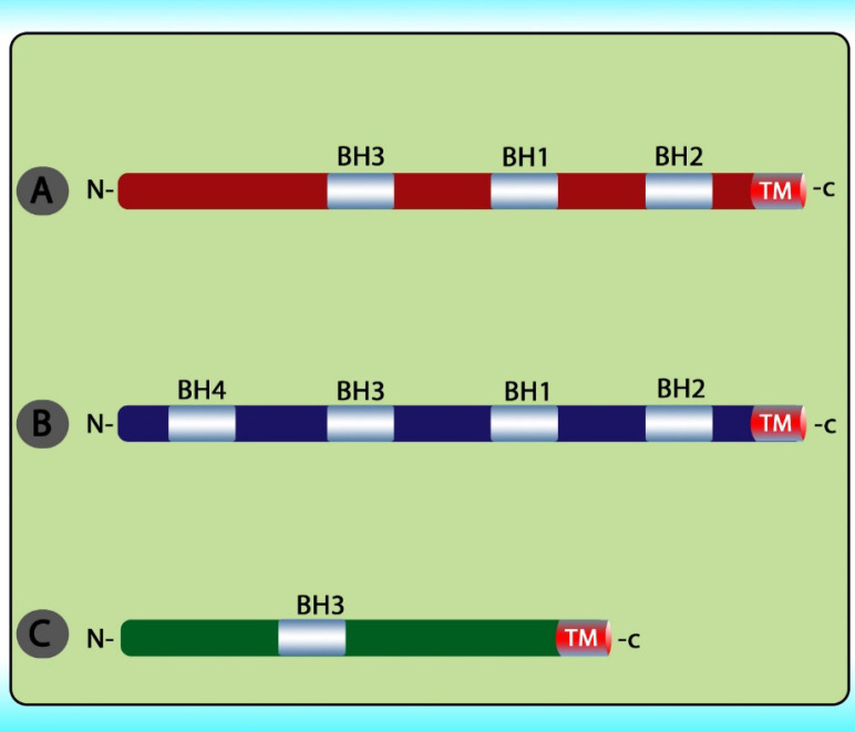 Overview of the BCL2 protein family. This family is divided into three groups including (A) multi-domain pro‑apoptotic BCL2 family proteins; (B) multi‑domain anti‑apoptotic BCL2 family proteins; and (C) BH3‑only pro‑apoptotic BCL2 family proteins