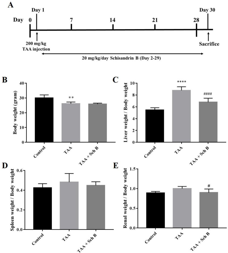 Treatment scheme of the study, body weight, and organs weight. (A) Mice were injected 200 mg/kg TAA intraperitoneally. One day later, mice were treated either with 20 mg/kg/day Sch B or olive oil (vehicle) for 28 consecutive days. (B) Body weight. (C-E) Liver, spleen, and kidney weight index. Results were expressed as mean ± SD (n = 10). *P-value < 0.05, ** P-value < 0.01, **** P-value < 0.0001 compared with control; ##P-value < 0.01, ####P-value < 0.0001 compared with TAA