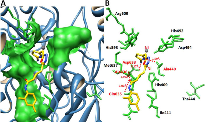 Docking complex of 7e. (A) The general overview of docking depiction. The protein structure is represented in blue color in ribbon format while ligand is highlighted yellow color. (B) The closer view of binding pocket interaction with best conformation position of ligand 7e against urease. The ligand molecule is depicted in yellow color while their functional groups such as amino, sulfur, oxygen, and nitrogen are shown in yellow, red, and blue colors, respectively. The binding pocket residues are highlighted in green color. The binding interaction shows in red dotted lines with distances mentioned in angstrom (Å). Two nickel atoms are represented in yellow circles