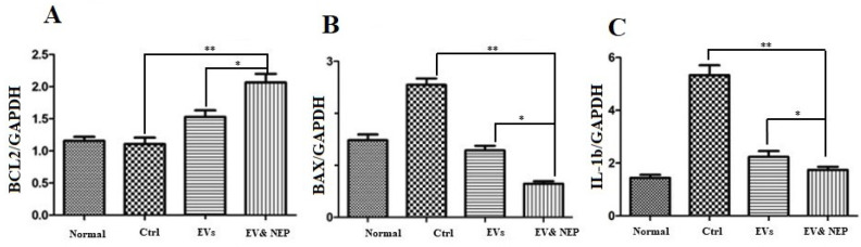 The effect of intranasal EV-loaded NEP administration on inflammation suppression and apoptotic processes at mRNA level in brain. Real-Time analysis of (A) BCL-2 as an anti-apoptotic factor, (B) BAX as a pro-apoptotic and (C) IL-1 beta as an inflammation factor in the brain hippocampus of the Normal, Control, EVs, and EV-loaded NEP groups. Down regulation of BAX and IL-1 and upregulation of BCL-2 were observed in EV-loaded NEP group in comparison EVs (p < 0.01) and control groups (p < 0.0001); (n = 4 in each group, the differences between groups were determined by ANOVA followed by Tukey test, ∗∗p < 0.0001, ∗p < 0.01). GAPDH gene was used as control gene. Defined groups are Normal, Ctrl: received PBS, EVs: received EVs, EV&NEP: received EV-loaded NEP in the treatment period
