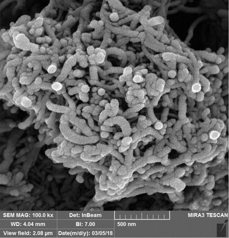 SEM image of the carboxylated CNTs