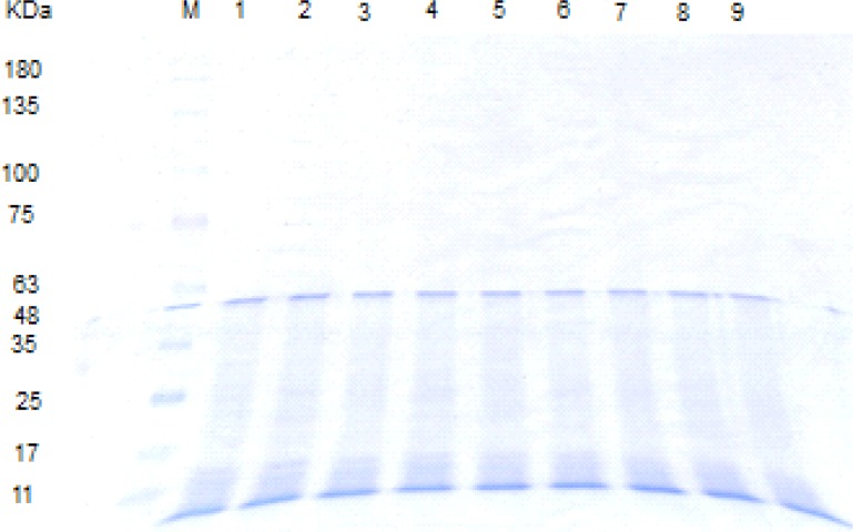 SDS-PAGE patterns of L. acidophilus ATCC4356 S-layer protein digested by SGF (pH 3.2, without pepsin). M: molecular weight marker, Lanes 1-8: SGF digestion pattern of S-layer protein at time = 0, 5, 15, 30, 45, 60, 90,120 min.