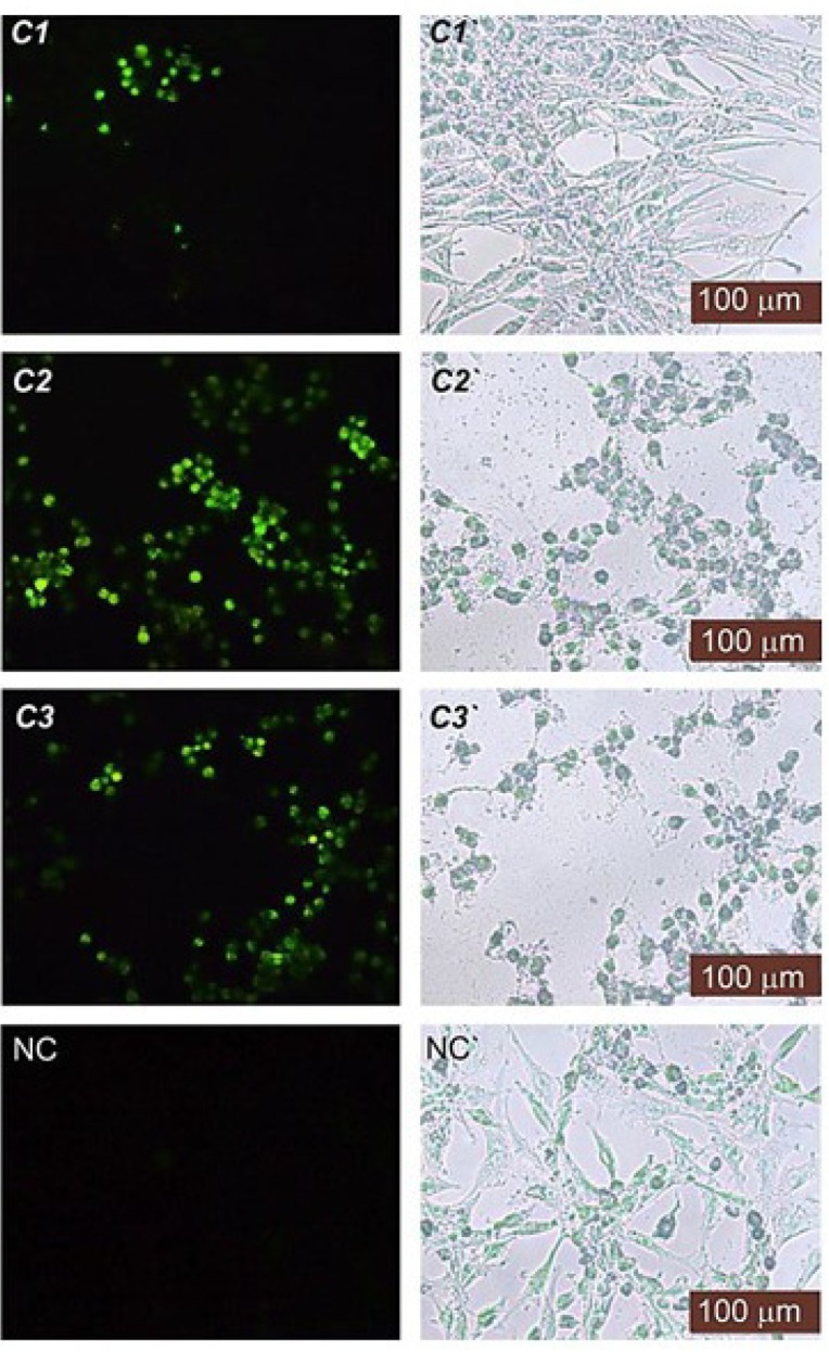 Fluorescence (left side) and phase-contrast (right side) images of the HT29 cancer cells treated with C1-C3 at IC50 concentration, DMSO (NC) after TUNEL assay. TUNEL-positive cell nuclei were observed in brilliant green under fluorescence. NC (negative control)