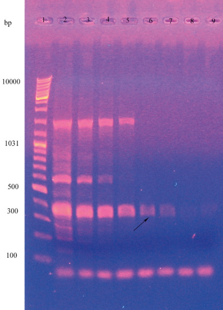 PCR amplification of the B. subtilis lipase A gene. In this experiment the DNA templates used were as follows: lane 1: leader, lane 2 to 9: temperature gradients. (2: 45, 3:46.3, 4: 48.6, 5: 52, 6:56.6, 7: 60.2, 8: 62.5 and 9: 64).