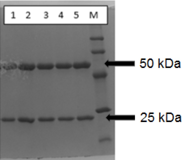 Reducing SDS-PAGE lane patterns for rituximab (1) (1 mg/mL), DOTA-rituximab conjugate, before lyophilization (2), DTPA-rituximab conjugate, before lyophilization (3), DOTA-rituximab conjugate, after lyophilization (4) and DTPA-rituximab conjugate, after lyophilization (5); M is molecular marker