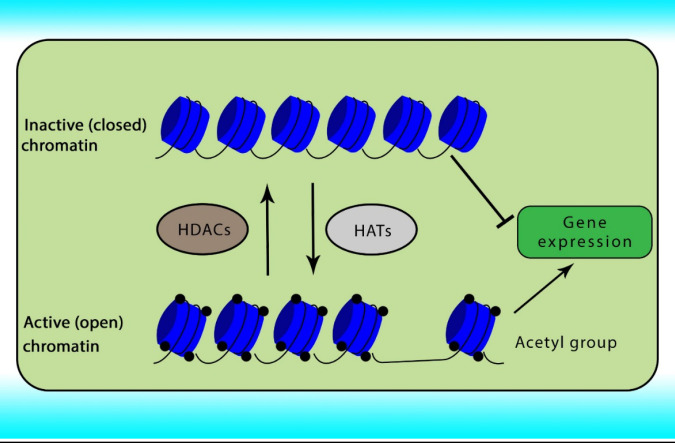 The role of HATs and HDACs on chromatin conformation and gene transcription