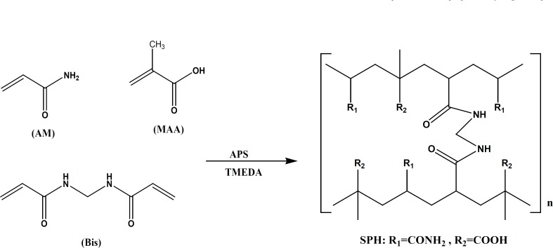 Mechanism of synthesis of pH sensitive poly (acrylamide-co-methacrylic acid) superporous hydrogel
