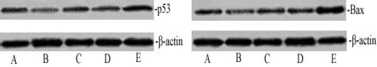 Activation of cleaved capase-3 expression depends on the p53 and Bax pathway. The dose-dependent effect of matrine on p53 and Bax expression. The cell lysates were analyzed by western blotting with antibodies for p53, Bax and β-actin. The p53 and Bax protein expression level was quantified densitometrically. A. Normal control group; B. Model control group; C. Matrine-treated group-L; D. Matrine-treated group-M; and E. Matrine-treated group-H