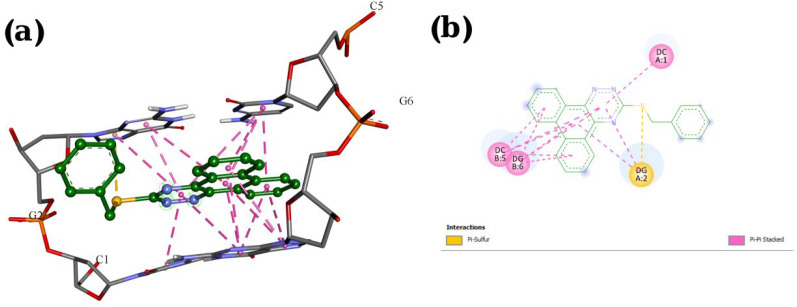 Docking result and interactions of compound P11 with DNA base pairs in (a) 3D and (b) 2D representation. (G: deoxyguanine, C: deoxycytidin)