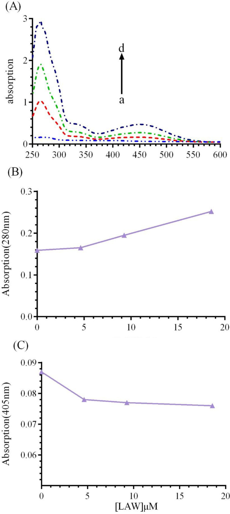 (A) UV-vis spectra of BCL (1μM) in the absence or presence of different concentrations of LAW; (a) 0, (b) 4.6, (c) 9.3 and (d) 18.6 µM in 50 mM phosphate buffer, pH 7, at 298 k, (B) LAW increases the absorption intensity of BLC at 280 nm, (C) LAW decreases the absorption intensity of BLC at 405 nm