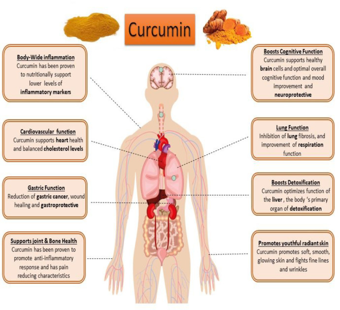 Protective role of curcumin in multiple body systems
