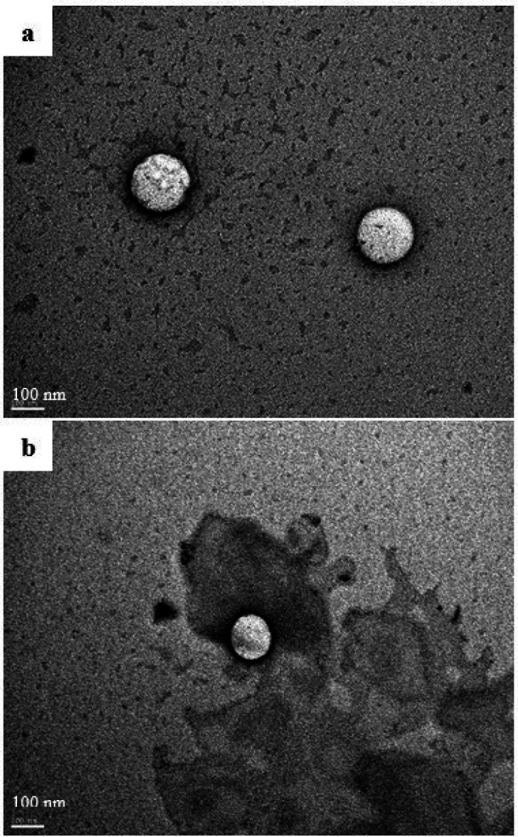 TEM images of the optimized formulation of QTF-Loaded SEDDS (a) after 15 min of reconstitution, magnification 100 000X; (b) after 60 minutes of the dissolution assay, magnification 100 000X