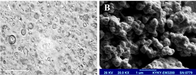 Photomicrographs of F5 formulation (S60: T60: Chol (3:3:4 molar ratio)) (A) optical microscope, (B) scanning electron microscope (SEM). Vesicles are spherical in shape and exist in disperse and aggregate collections. Seen under (A) 400× and (B) 20000× magnification