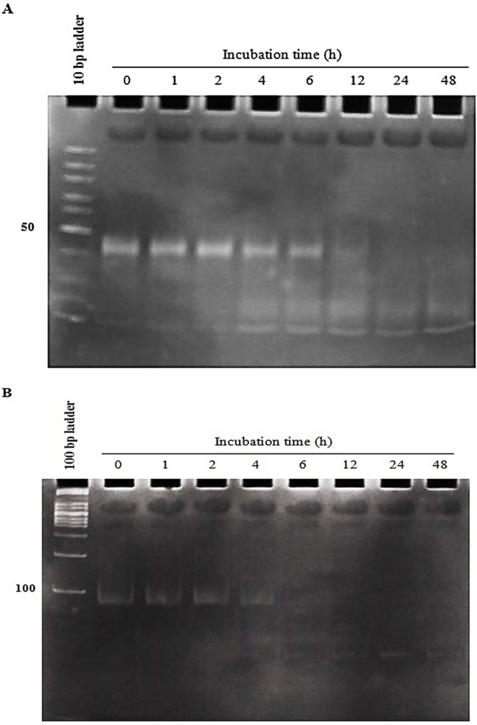 The conjugates stability in human serum for the specified incubation times. aptNCL-let-7d conjugates were incubated in the 80% human serum for 0-48 h at 37  C and then miRNA degradation and loss of accurate folding at the indicated time intervals was assessed through electrophoresis on 15% non-denaturing polyacrylamide gel stained with SYBR Green DNA safe stain