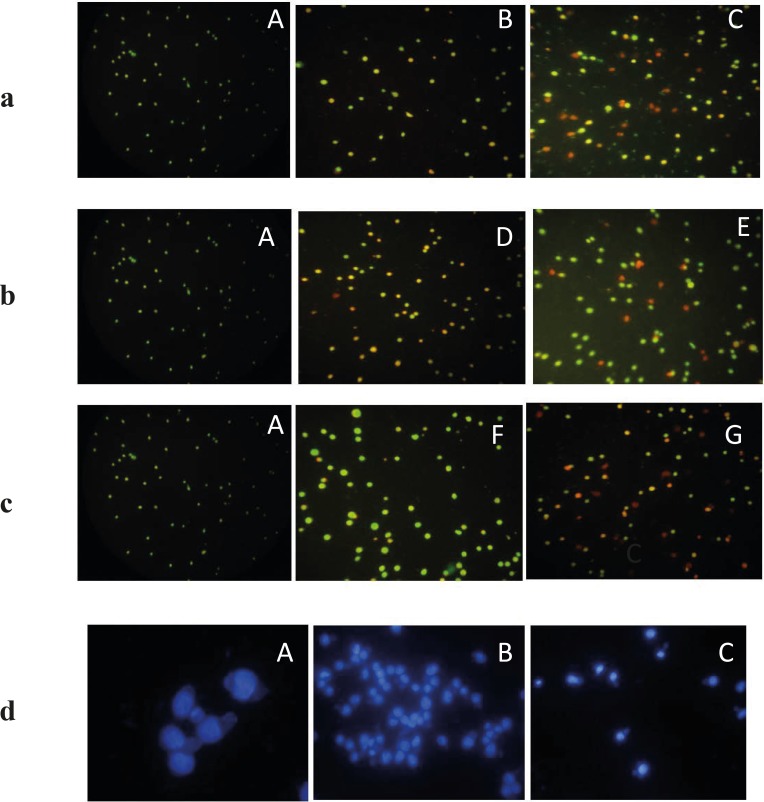 The fluorescence images shows AO/PI staining for induction of apoptosis on EL4 cells whit brittle star dichloromethane extract, Doxorubicin and synergic treatment different concentration Doxorubicin and brittle star dichloromethane extract (31, 62 and 7.5 DOX+ 7.5 DCM and 7.5 DOX+31 µg/mL DCM). (A)Control cells and (B) 31 µg/mL DCM (C) 62 µg/mL DCM (D), 31 µg/mL DOX and (E) 62 µg/mL DOX, (F) 7.5 DOX+7.5 DCM , (G) 7.5 DOX+31 DCM µg/mL (Magnification ×200).d) Fluorescence microscopic image of DAPI staining. A (control) B and C (treated EL4 cells with different concentration brittle star dichloromethane extract). (Magnification ×200).
