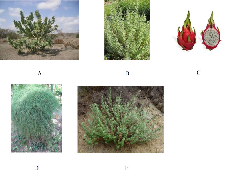 Showing the tested plants: (A) Calotropis procera, (B) Artemisia herba-alba, (C) Hylocereus undatusfruit, (D) Ephedra foeminea, and (E) Marrubium vulgare